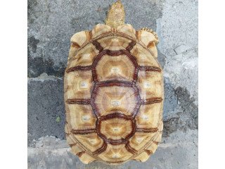 Tortoise ( Cute sulcata tortoise)