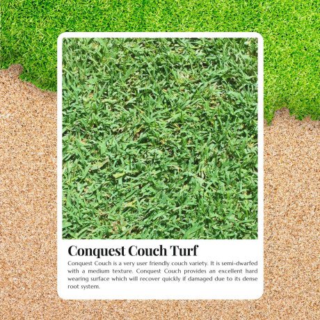 low-water-turf-for-aussie-climates-with-conquest-couch-turf-big-0