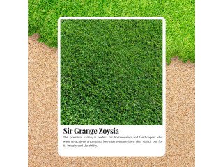 Best Grass for Shade and Sun Sir Grange Zoysia Sydney