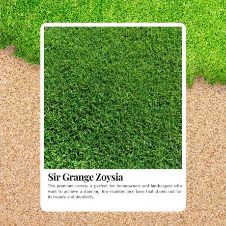 best-grass-for-shade-and-sun-sir-grange-zoysia-sydney-big-0