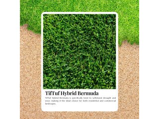 Lawn Renovation Made Easy with Tiftuf Bermuda Grass