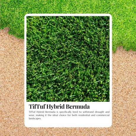 lawn-renovation-made-easy-with-tiftuf-bermuda-grass-big-0