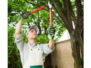 Affordable Tree Cutting Services in Melbourne