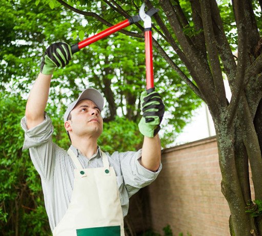 affordable-tree-cutting-services-in-melbourne-big-0