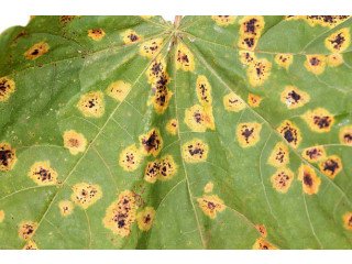 Mulberry Leaf Spot Treatment – Protect Your Trees Today!