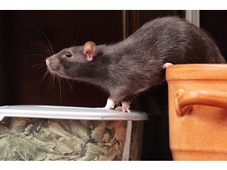 Defend Your Space: Expert Rodent Removal in Melbourne