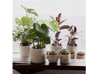 Indoor plants delivery Melbourne