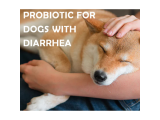 Discover Pyravet: Probiotics For Dogs Australia - Unlocking Canine Health & Vitality!