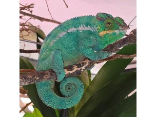 Healthy Captive Bred Panther Chameleons