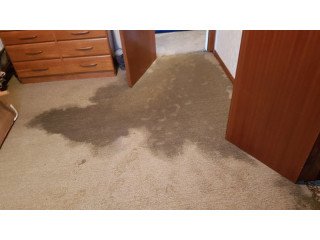 Quick Carpet Drying Service You Can Trust