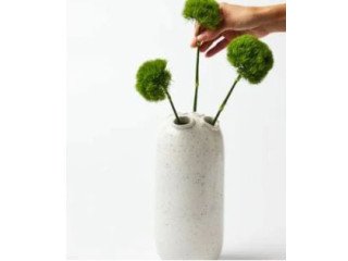 Indoor Plants Online