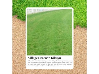 Say Goodbye to Lawn Problems with Village Green Kikuyu Price