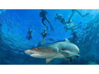Snorkel with Sharks: Unforgettable Underwater Adventures Await