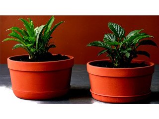 Top Mistakes to Avoid When Choosing a Pot for Your Plants