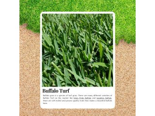 Lush, Low-Maintenance Lawns Start with Buffalo Turf