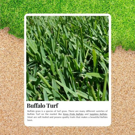 lush-low-maintenance-lawns-start-with-buffalo-turf-big-0