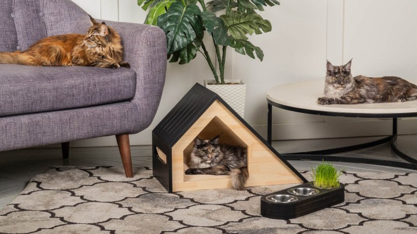 best-cattery-in-melbourne-your-cats-private-kingdom-big-0