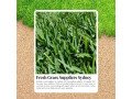 save-time-money-best-value-lawn-supplies-sydney-small-0