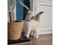 purebred-ragdoll-kittens-sweet-fluffy-ready-for-new-homes-small-0