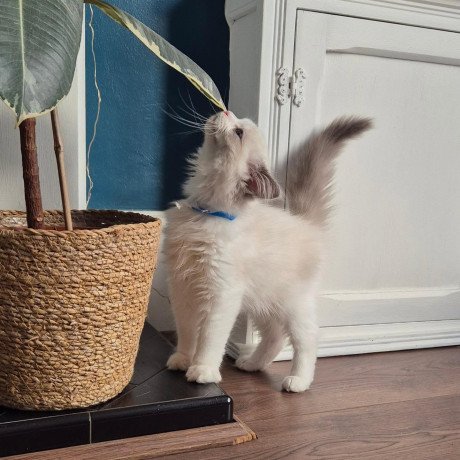 purebred-ragdoll-kittens-sweet-fluffy-ready-for-new-homes-big-0