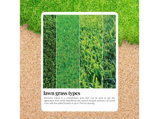Top Grass Types That Stay Green All Year Long